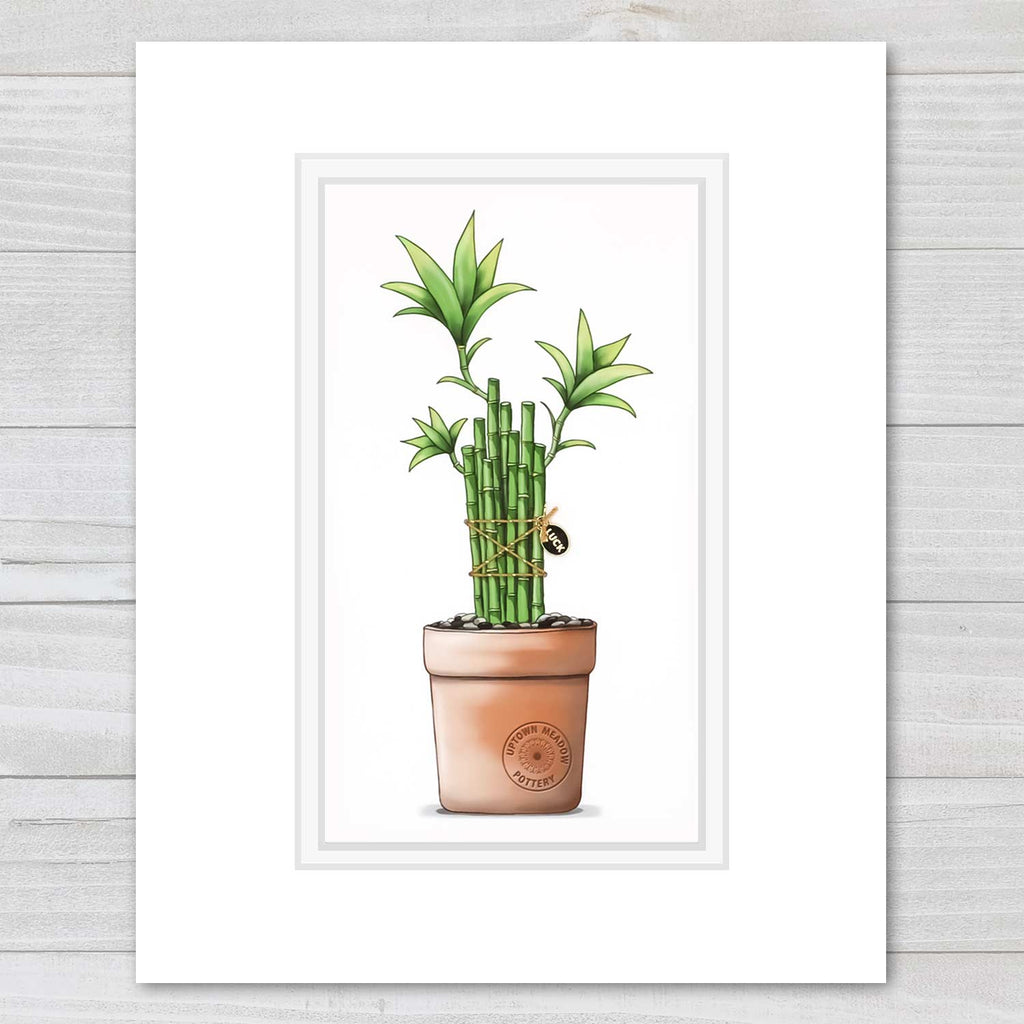 lucky bamboo drawing Bamboo