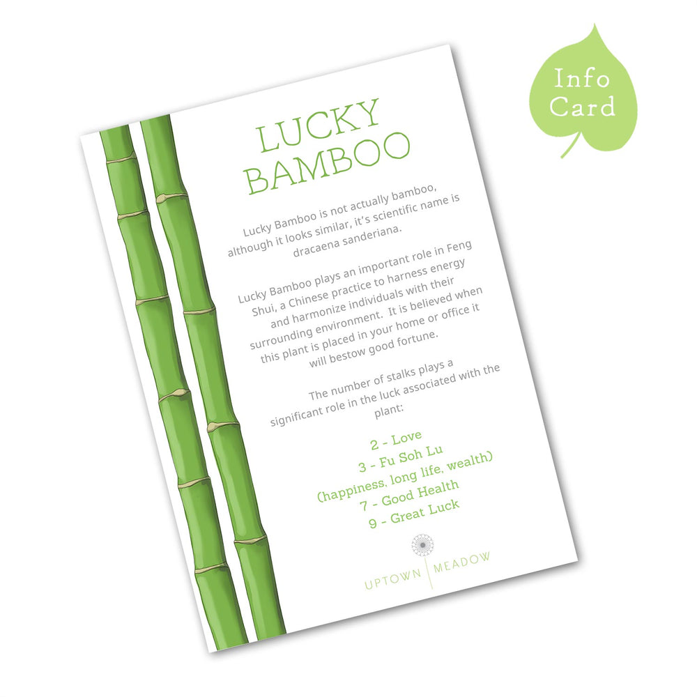 Uptown Meadow Lucky Bamboo Info Card