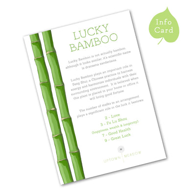 Uptown Meadow Lucky Bamboo Info Card